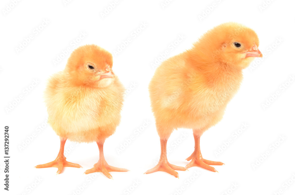 Chickens on a white background