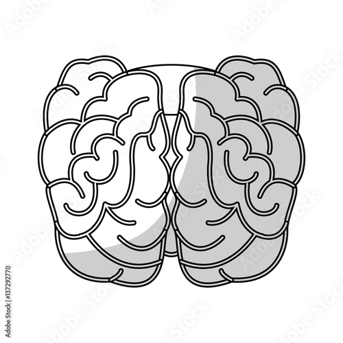 Human brain organ icon over white background. vector illustration