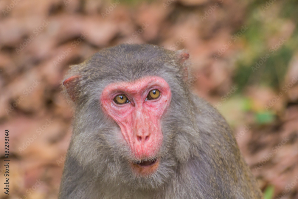 monkey monkey