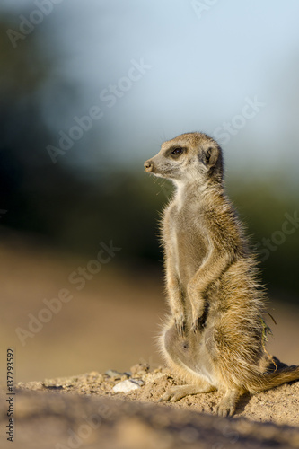 Meerkat or suricate (Suricata suricatta). Kalahari. Northern Cape. South Africa. © Roger de la Harpe