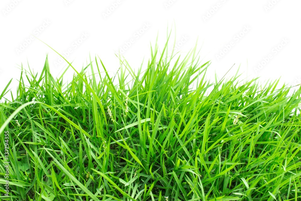 Green grass on white background Green grass on white background