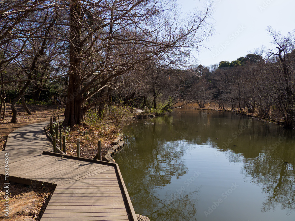 Japan Shakujii Park

