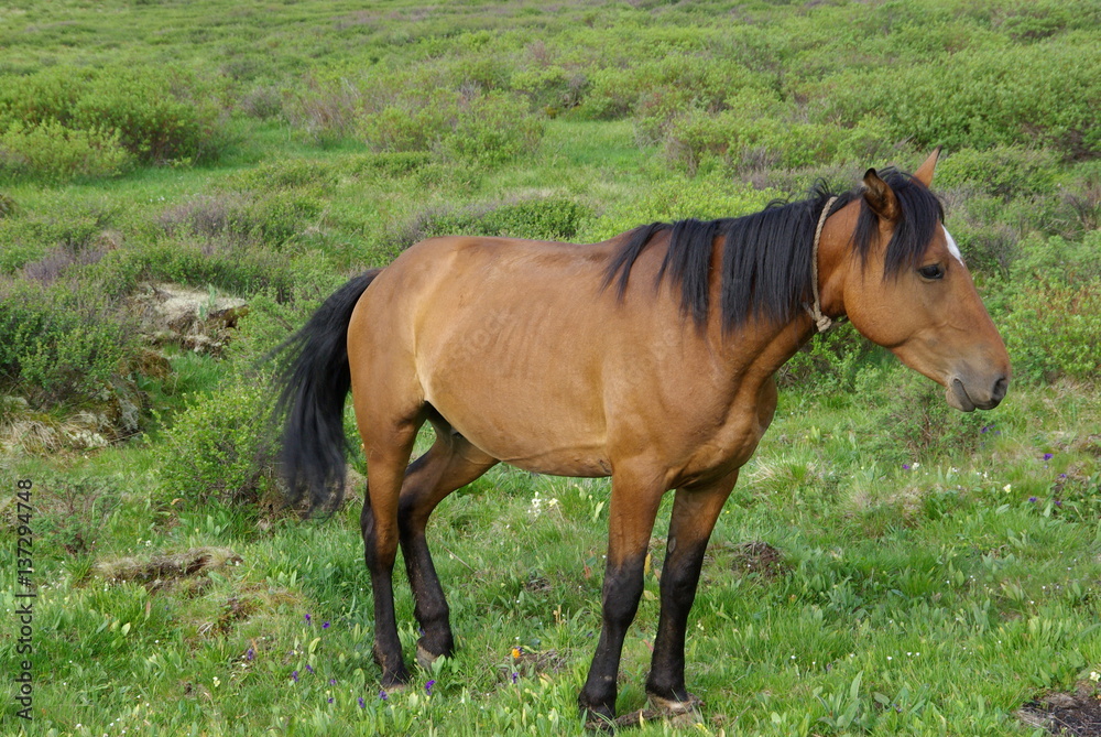 Fototapeta premium Altay