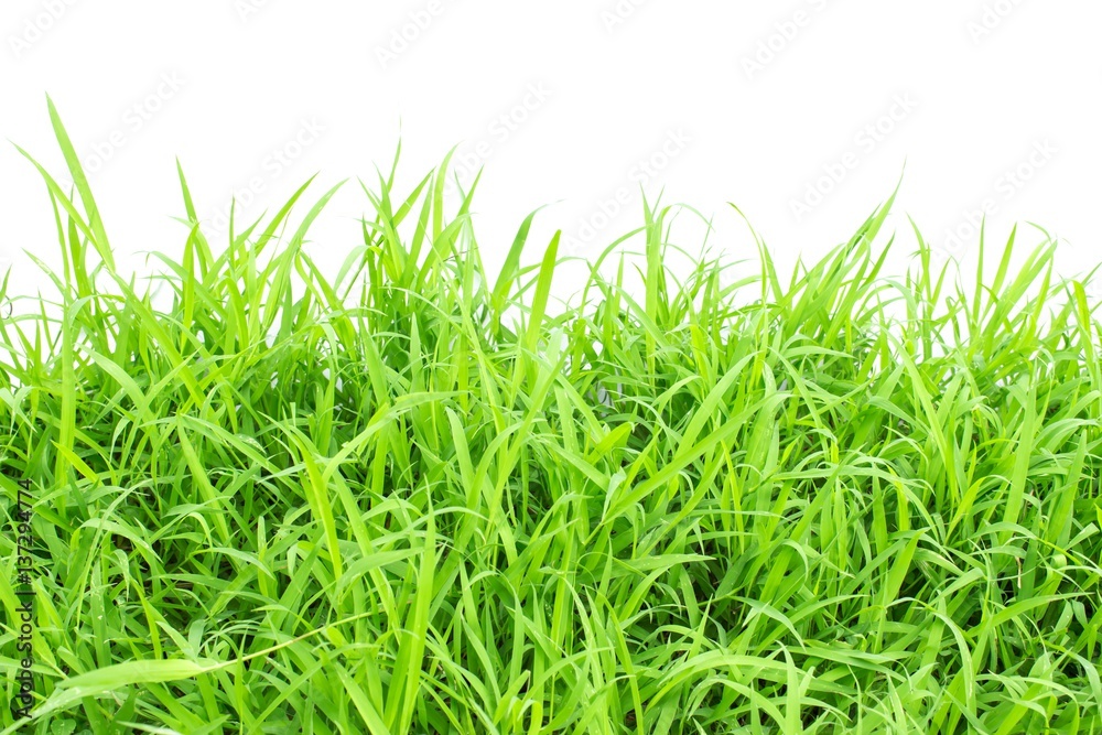 Obraz premium Green grass on white background