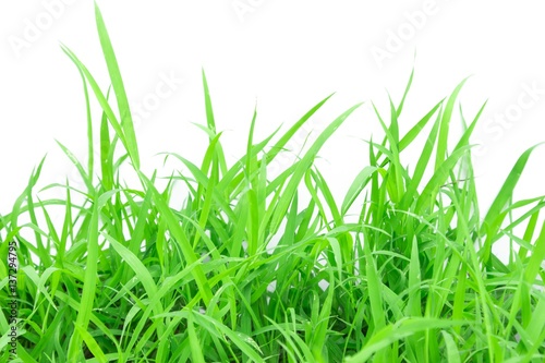 Green grass on white background © ooddysmile