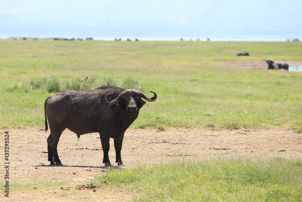 wild buffalo wild buffalo