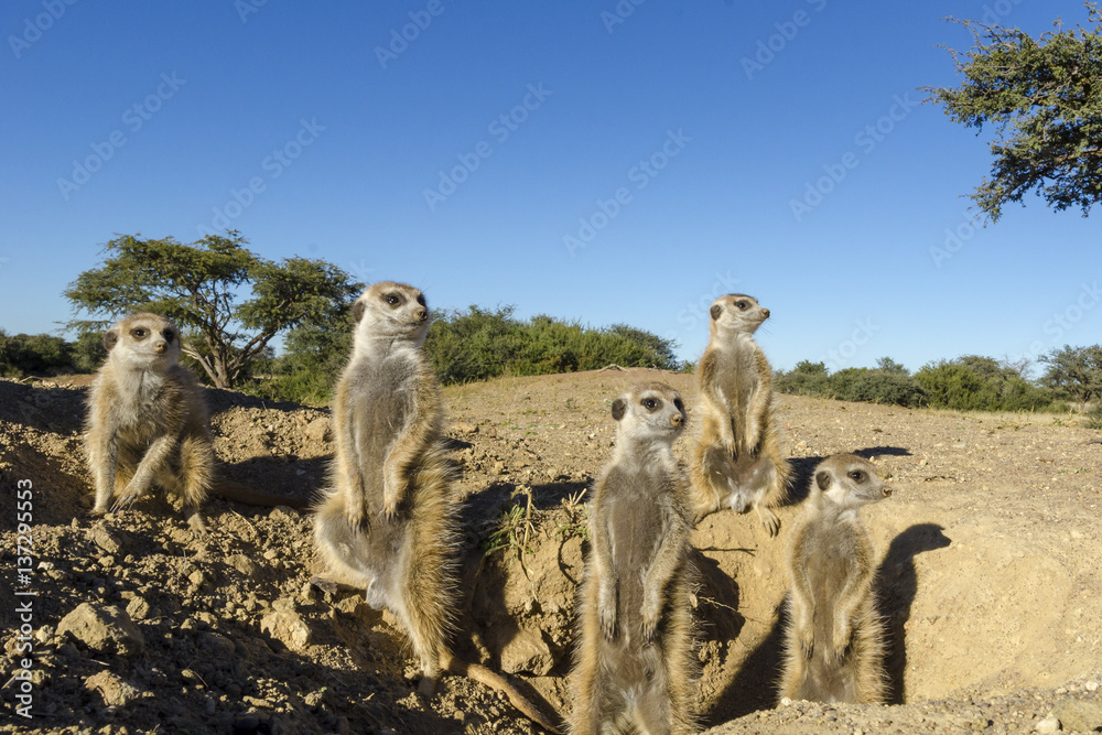 Meerkat or suricate (Suricata suricatta). Kalahari at the entrance to their burrow. Northern Cape. South Africa. Meerkat or suricate (Suricata suricatta). Kalahari at the entrance to their burrow. Northern Cape. South Africa.