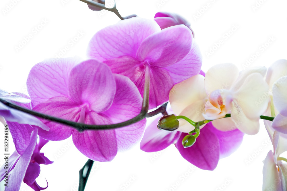 Orchid flowers (Phalaenopsis) with buds close-up on white background
Orchid flowers (Phalaenopsis) with buds close-up on white background