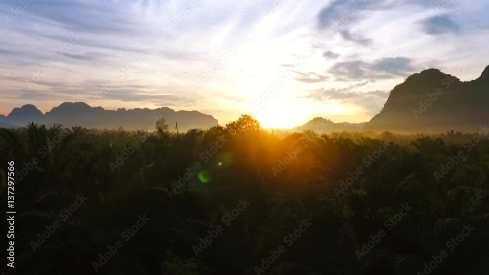 Drone Take Off at Palm Plantation during Sunrise. HD birds eye farm view. Thailand. Drone Take Off at Palm Plantation during Sunrise. HD birds eye farm view. Thailand.