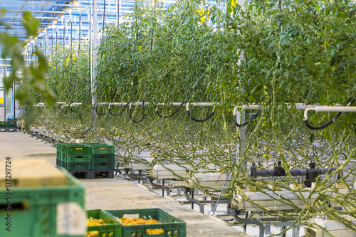 Plants in greenhouse. Cherry tomatoes growing