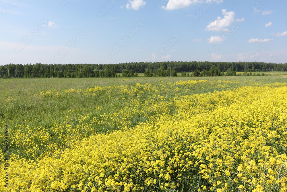 Yellow flowers  the bitter-cress ordinary blossoming in field