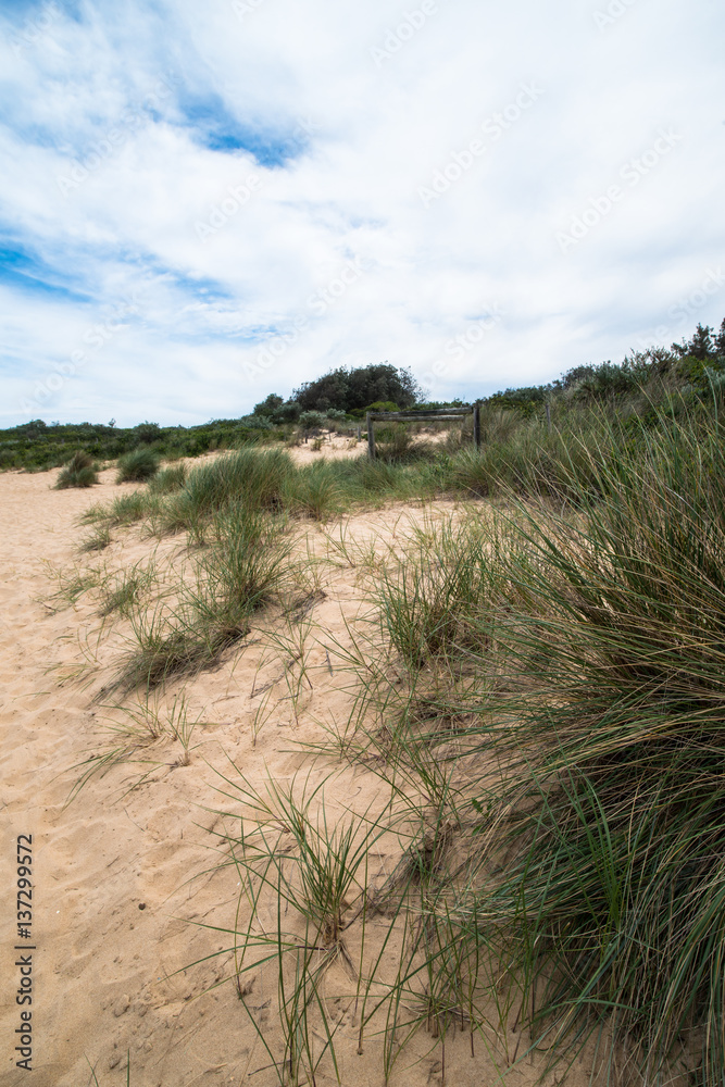 Sand Dunes And Grass. Lake Bunga