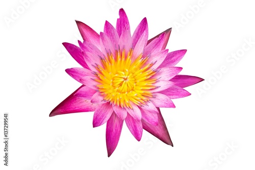 Beautiful lotus flower isolated on white background