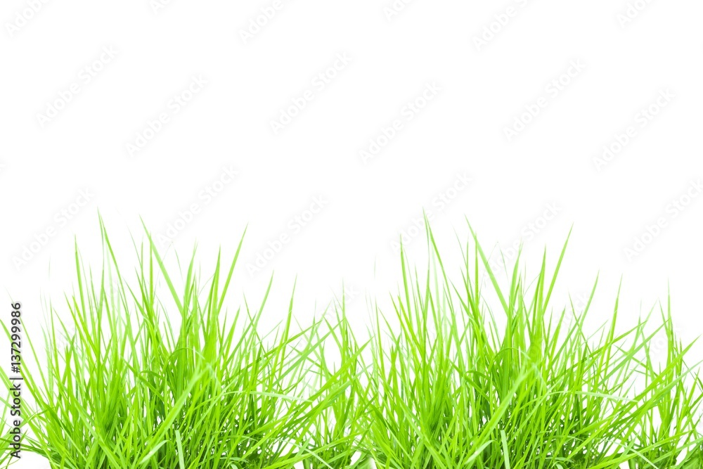Green grass on white background