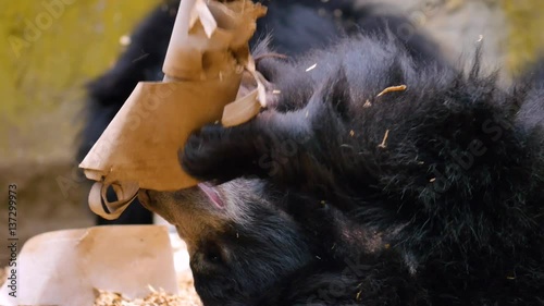 The sloth bear, also known as the labiated bear close up. Nature video. 4K, 3840*2160, high bit rate, UHD