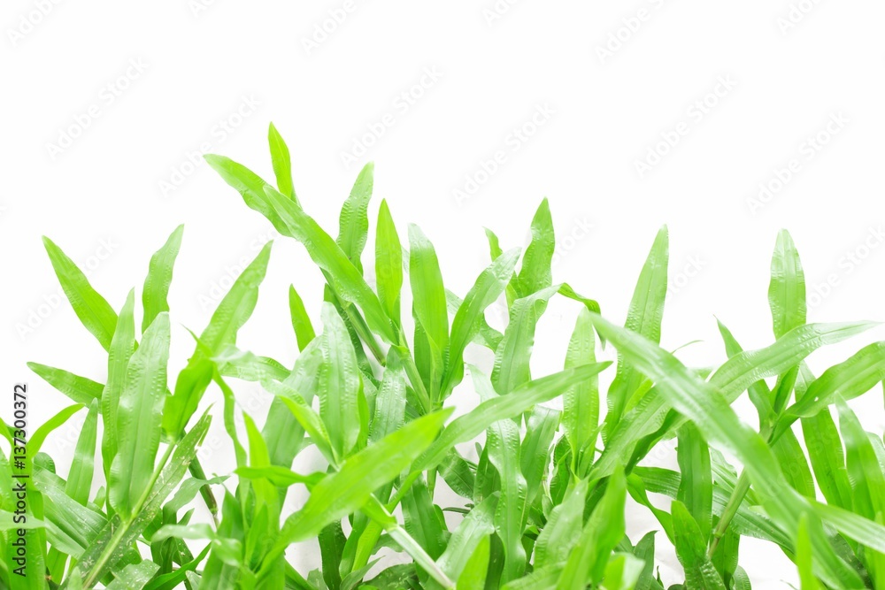 Green grass on white background Green grass on white background