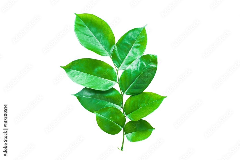 Green leaves isolated on white background Green leaves isolated on white background