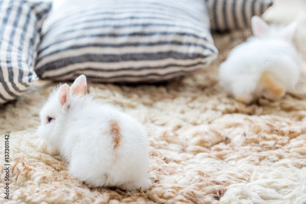 nice rabbits nice rabbits