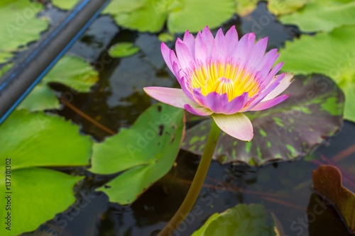  Lotus  Pink Lotus. Lotus on the water s surface.