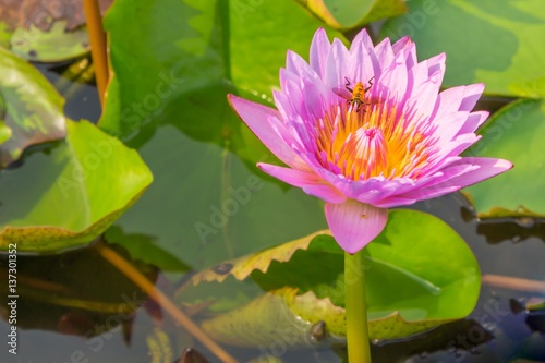  Lotus  Pink Lotus. Lotus on the water s surface.