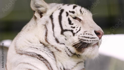 A young Bengal tiger lying on the stone and calm looking around. Face close-up. Nature video. 4K, 3840*2160, high bit rate, UHD
