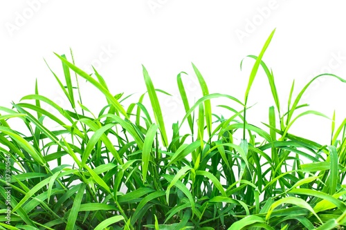 Green grass on white background