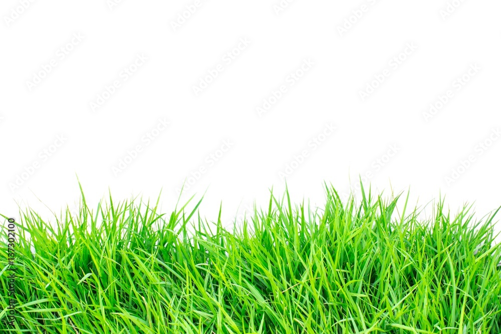 Obraz premium Green grass on white background