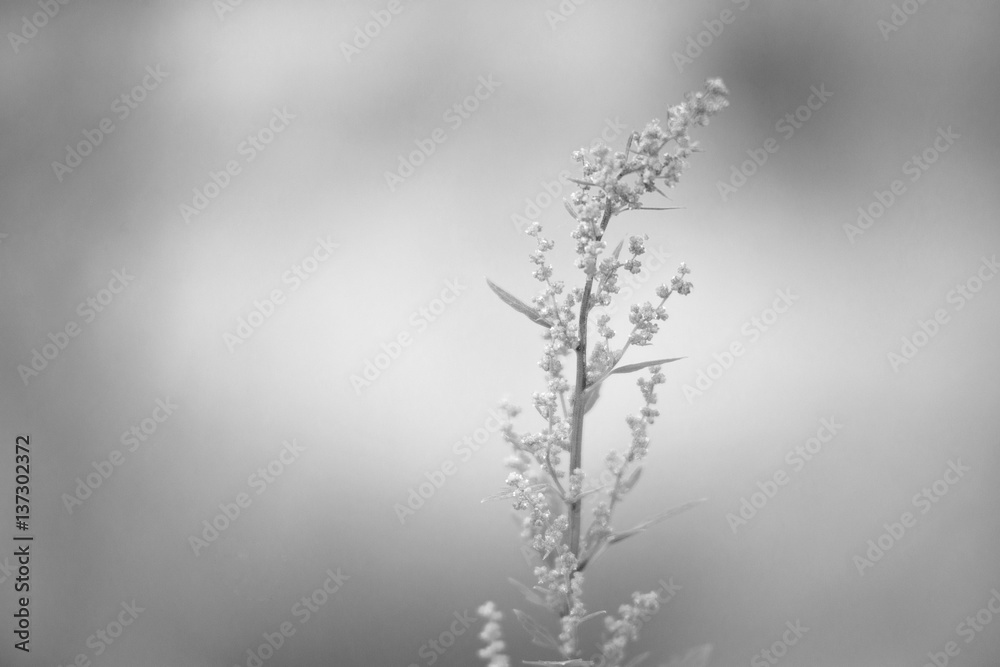 Obraz premium The plant branch on blurred background