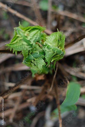 Hoilday of life, newborn green fern in spring morning