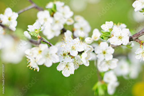 Hoilday of life, cherry blossoms over blurred nature background