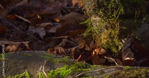 Brown leaves and moss on forest flooe photo