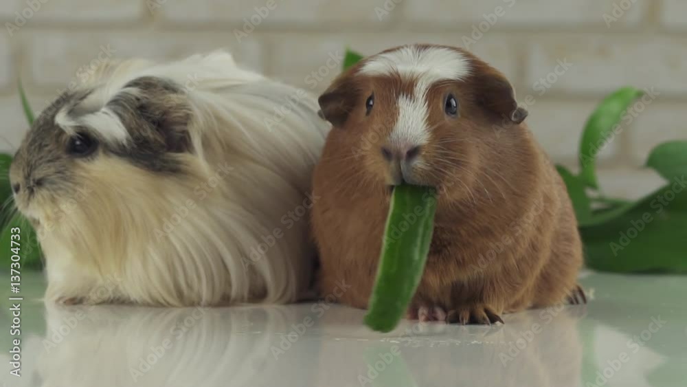 One guinea pig eating cucumber and second thought stock footage video One guinea pig eating cucumber and second thought stock footage video