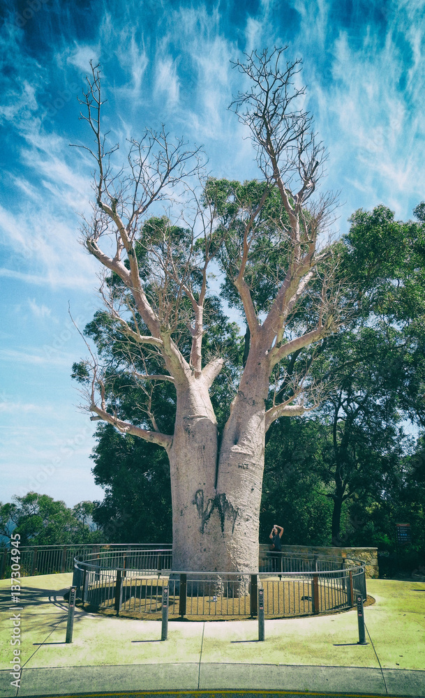 Obraz premium Bamboo Tree Perth Australia