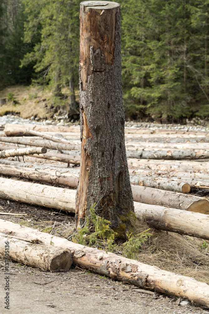 Sawn Long pine logs of different sizes lies on a ground. Sawn Long pine logs of different sizes lies on a ground.