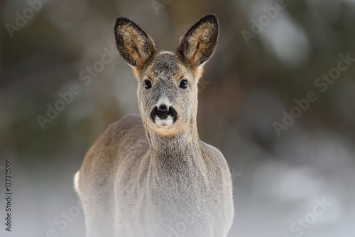 Roe deer portrait in winter forest © Erik Mandre