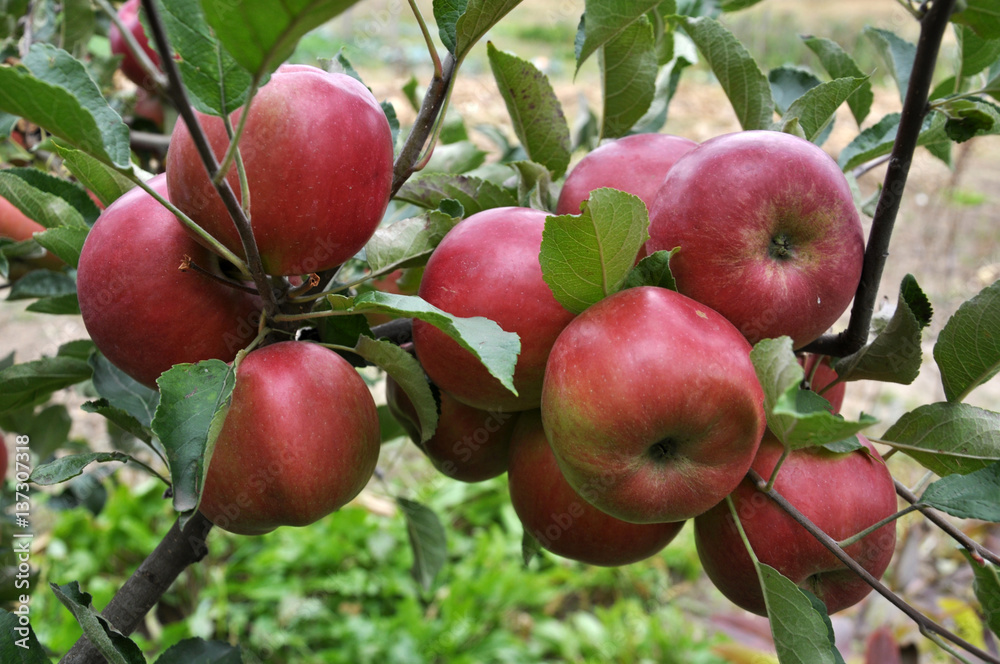 Obraz premium At branch fruit tree ripen apples