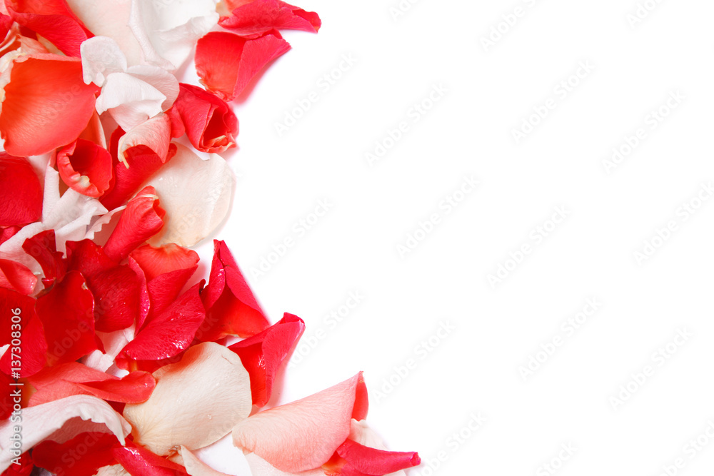 Background of rose petals Background of rose petals