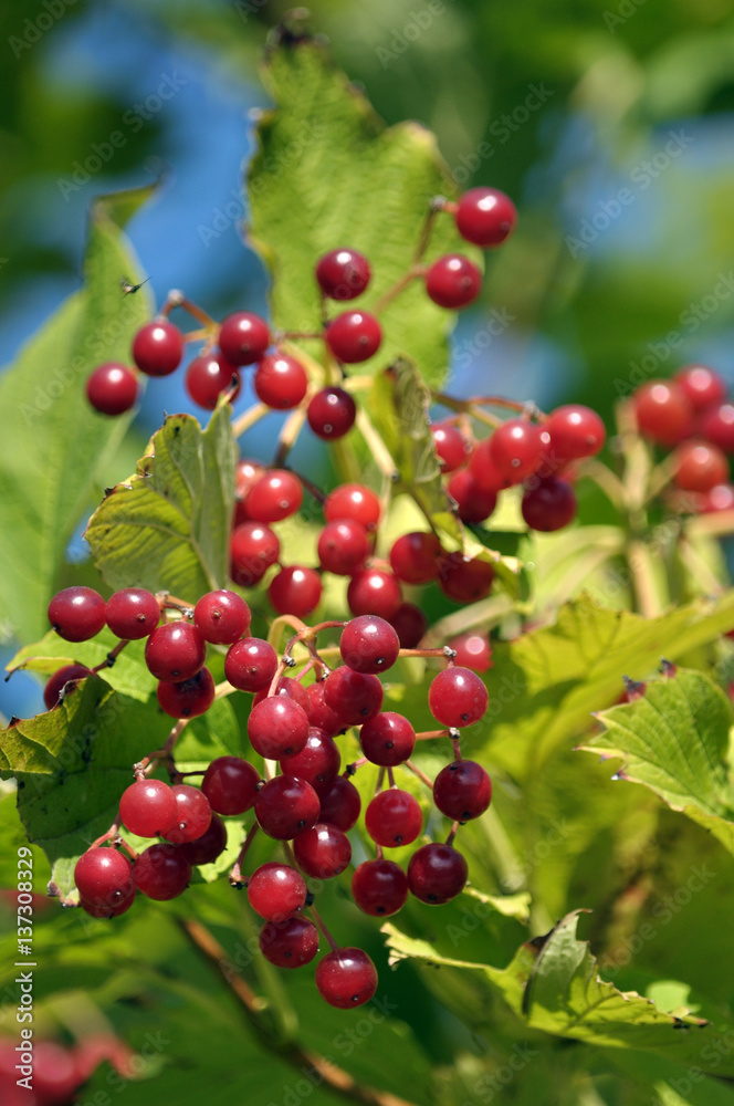 At the branch bush ripe red berries viburnum bunches At the branch bush ripe red berries viburnum bunches