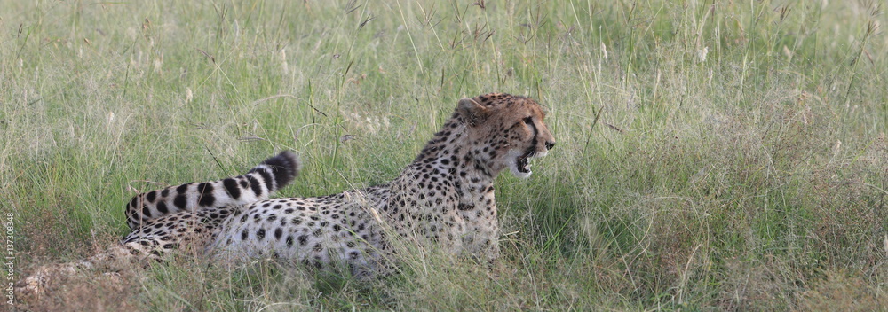 Naklejka premium Wild cheetah