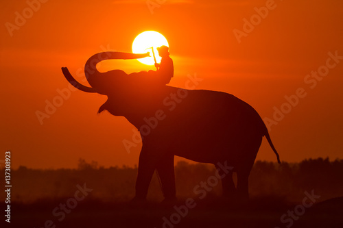 Elephant and Man hometown in the field on during sunrise  Surin Thailand