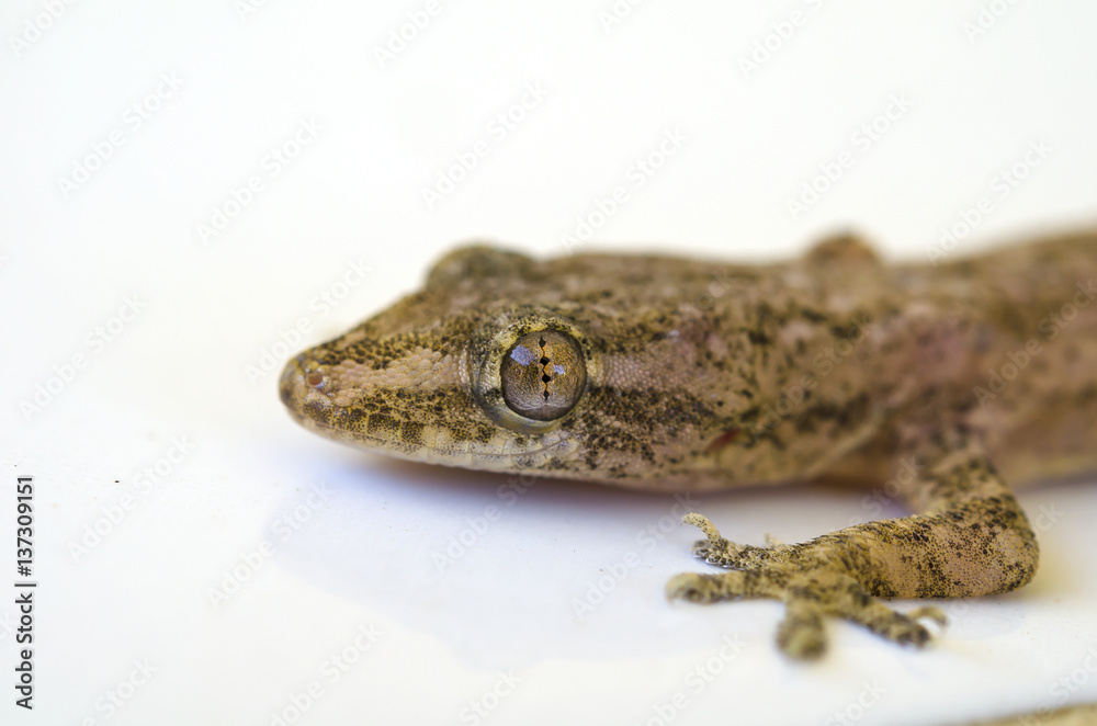 lizard isolated on white lizard isolated on white