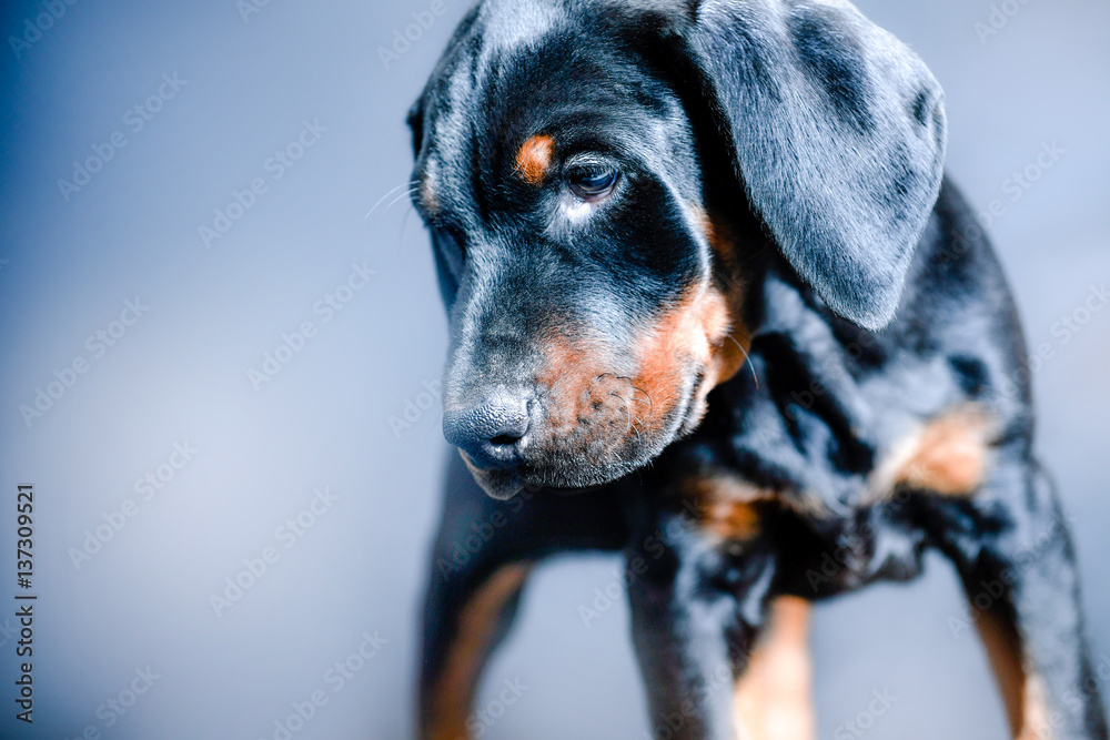 Doberman puppy close