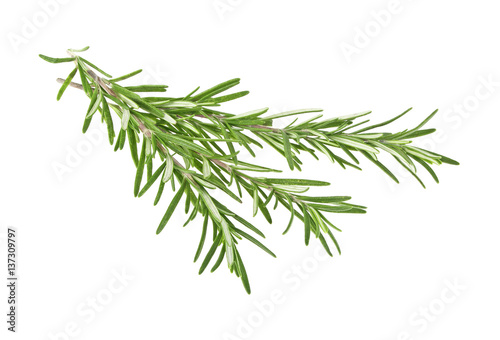 Fresh green sprig of rosemary isolated on a white background © domnitsky