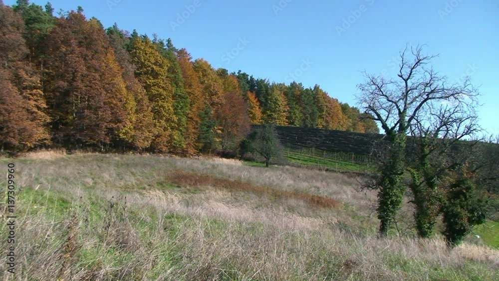 Dürre Gräser und herbstlich gefärbter Wald Dürre Gräser und herbstlich gefärbter Wald