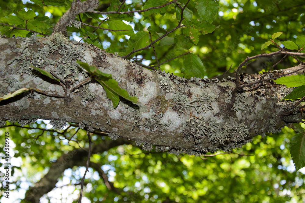 Obraz premium tree trunk with moss