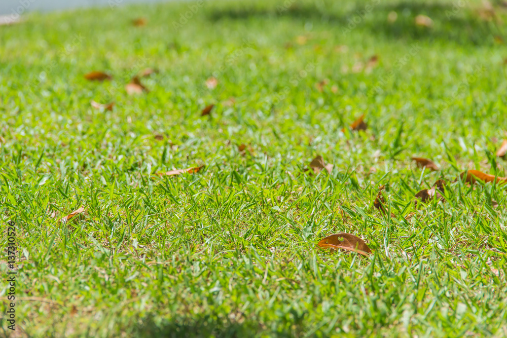 green and grass green and grass
