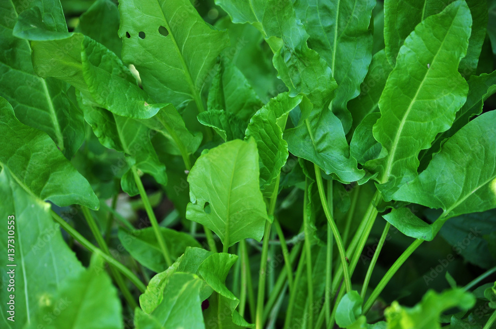 Green leaves of sorrel growing in the garden Green leaves of sorrel growing in the garden