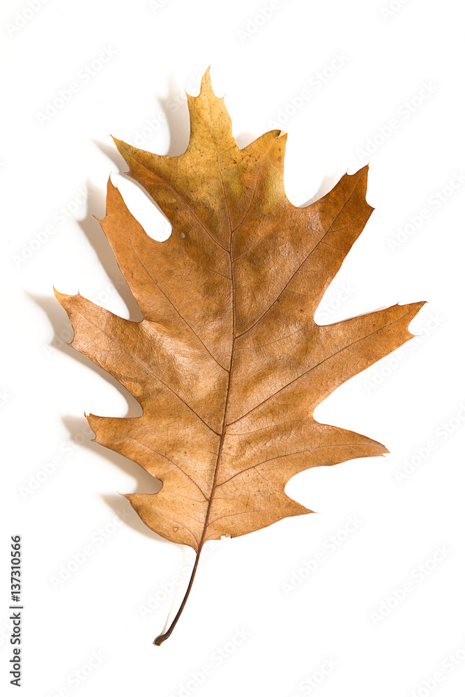 Obraz premium One dry fallen oak leaf on white