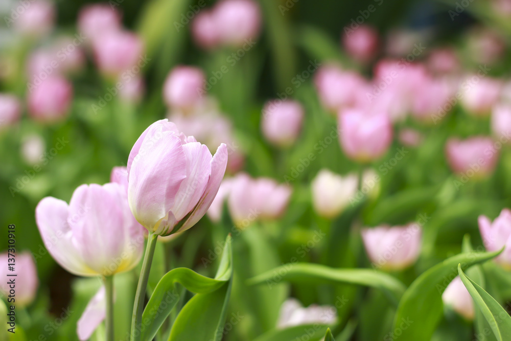Stock Photo - colorful tulips flower blooming in floral garden