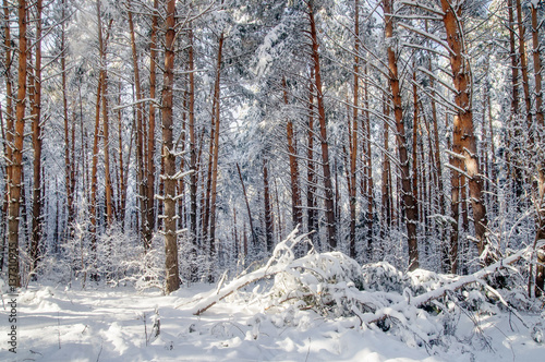 Winter bright air white frozen pine trees forest taiga in snow Altai Mountains, Siberia, Russia